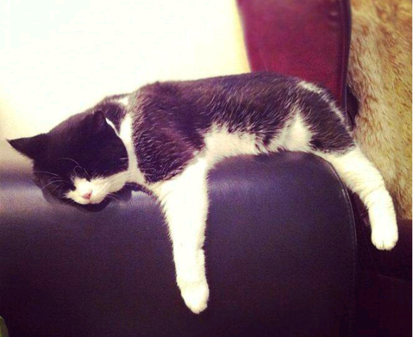 点击大图看下一张：昏昏欲睡的懒猫图片