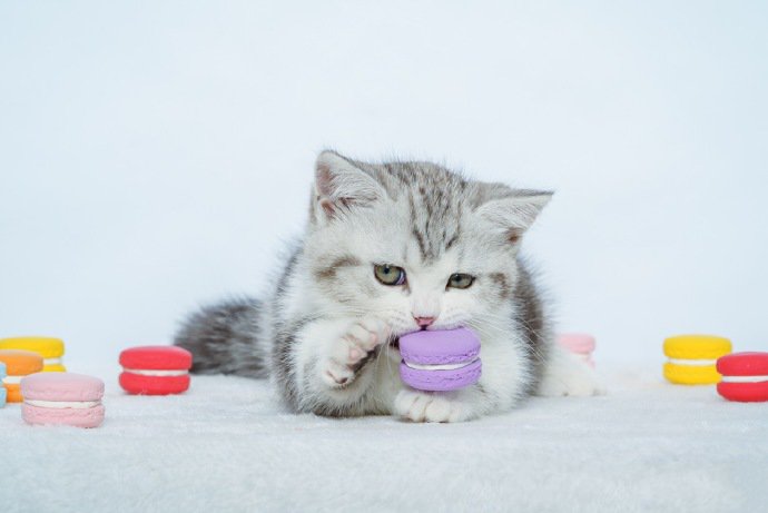 点击大图看下一张：比马卡龙还要甜的当然是小奶猫啦