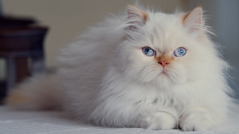 点击大图看下一张：宝石眼睛白色波斯猫图片
