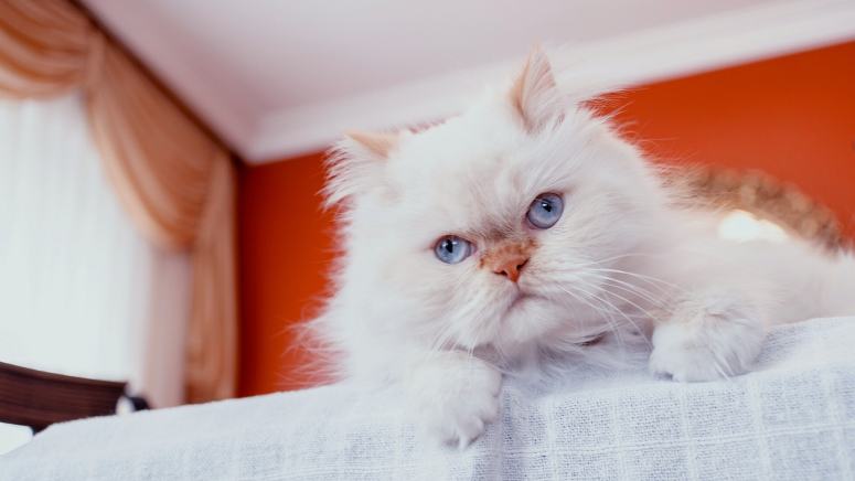 点击大图看下一张：宝石眼睛白色波斯猫图片