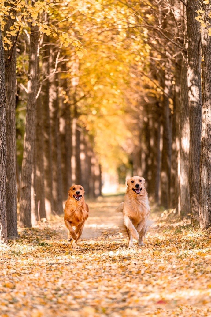 点击大图看下一张：一组正在奔跑的狗狗图片
