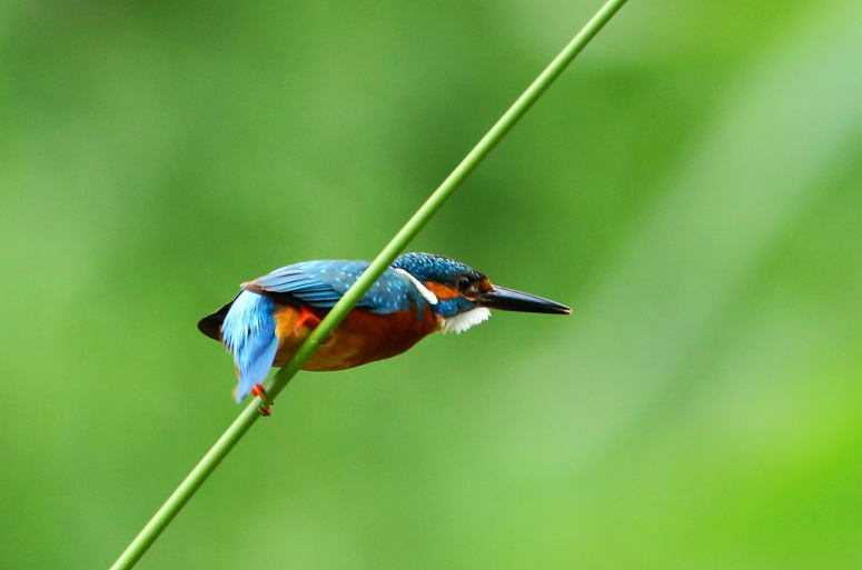点击大图看下一张：美丽的小翠鸟图片