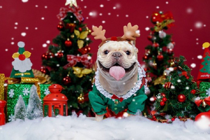 点击大图看下一张：一组开心过圣诞的可爱狗狗