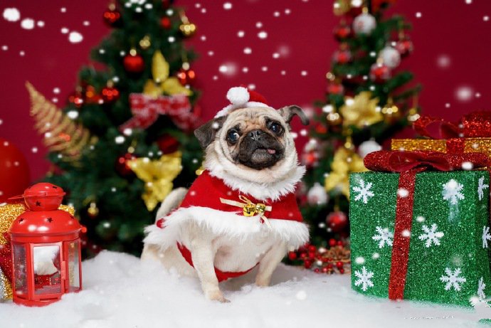 点击大图看下一张：一组开心过圣诞的可爱狗狗