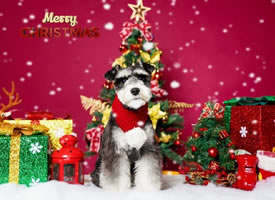 一组开心过圣诞的可爱狗狗