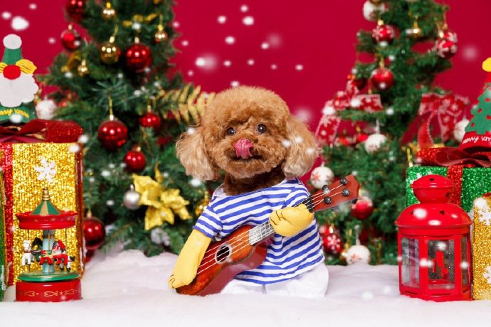 点击大图看下一张:穿可爱衣服过圣诞的泰迪