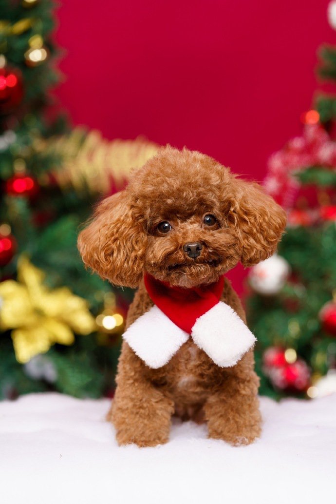 点击大图看下一张:穿可爱衣服过圣诞的泰迪