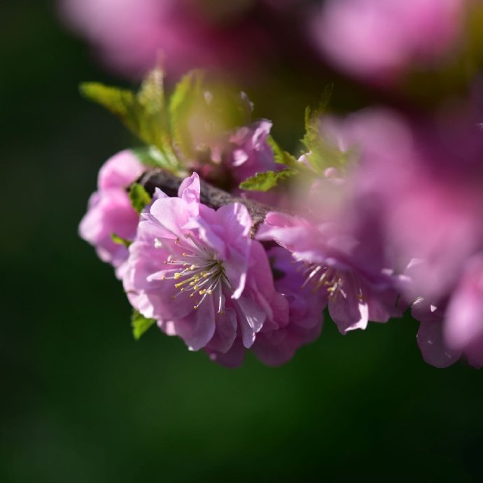 点击大图看下一张：一组静态美的桃花图片欣赏