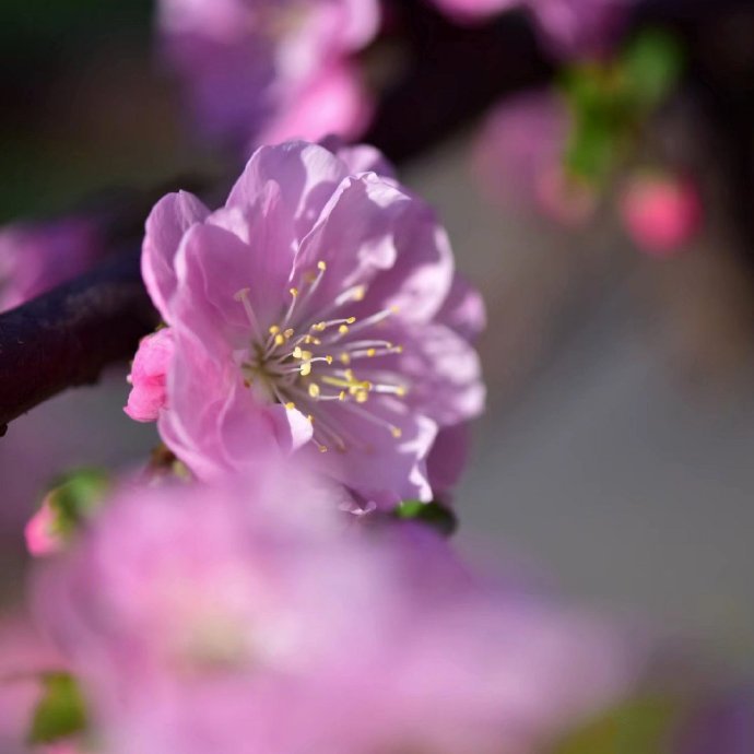 点击大图看下一张：一组静态美的桃花图片欣赏