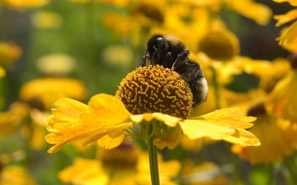 点击大图看下一张：户外蜜蜂采蜜生态自然动物高清桌面壁纸图片