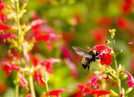 户外蜜蜂采蜜生态自然动物高清桌面壁纸图片