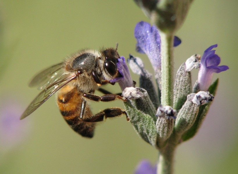 点击大图看下一张：喜欢采蜜的小蜜蜂生态昆虫动物图片