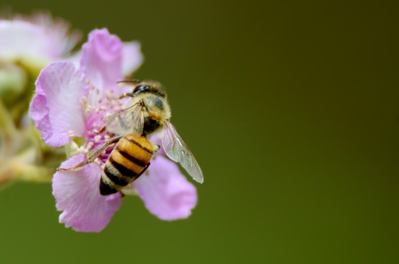 点击大图看下一张：喜欢采蜜的小蜜蜂生态昆虫动物图片