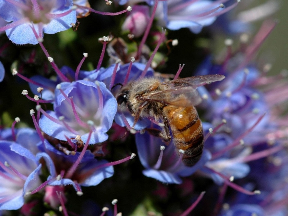 点击大图看下一张：小蜜蜂采花蜜特写摄影昆虫动物壁纸