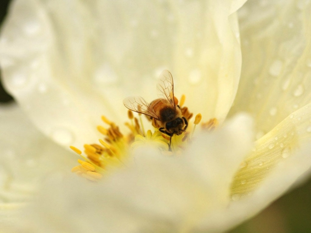 点击大图看下一张：小蜜蜂采花蜜特写摄影昆虫动物壁纸