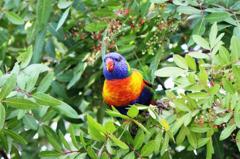 点击大图看下一张：羽毛亮丽的彩虹鹦鹉图片