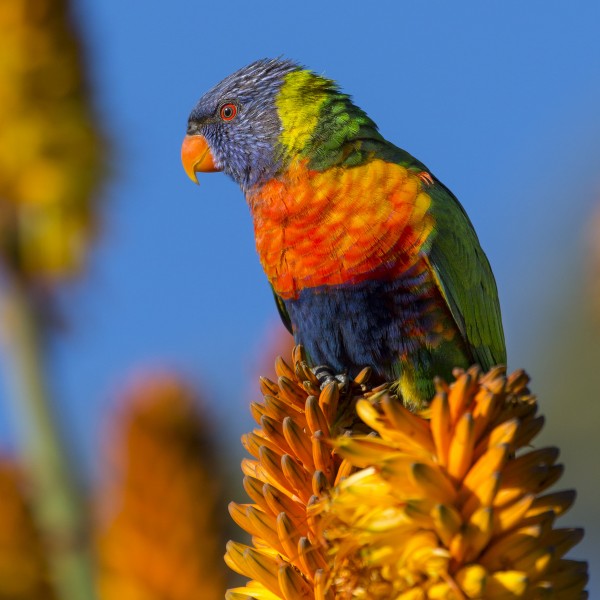 点击大图看下一张：羽毛亮丽的彩虹鹦鹉图片