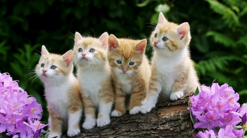 点击大图看下一张：调皮可爱小猫咪动物图片欣赏
