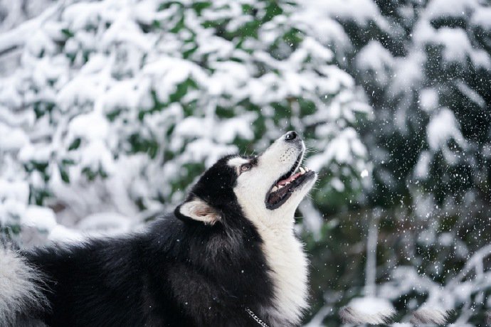 点击大图看下一张：下雪天唯美的阿拉斯加图片