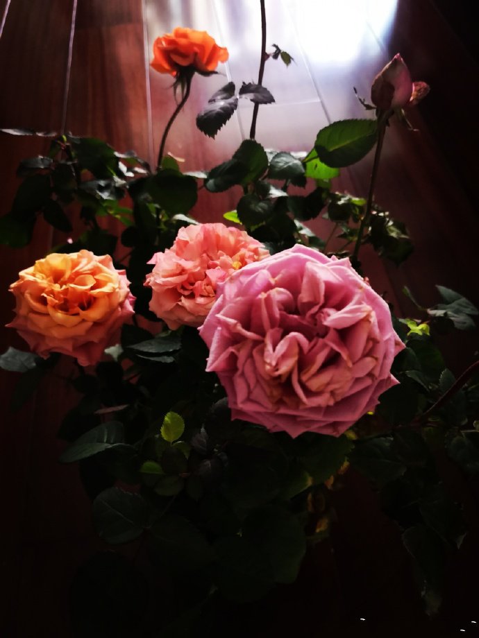 点击大图看下一张：一组美丽娇艳的玫瑰花图片