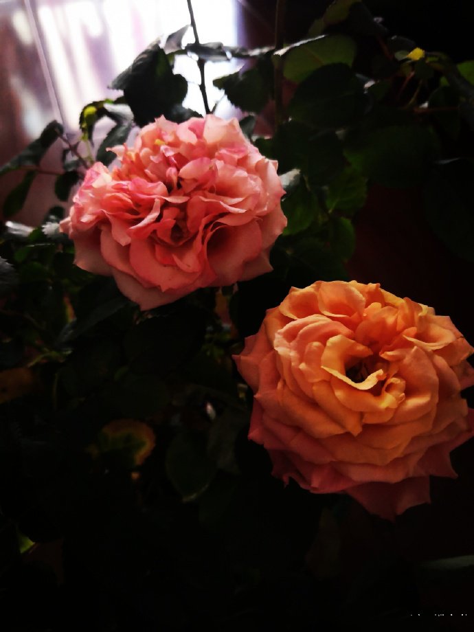 点击大图看下一张：一组美丽娇艳的玫瑰花图片