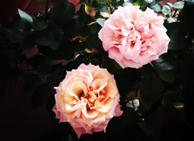一组美丽娇艳的玫瑰花图片