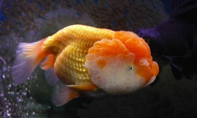 点击大图看下一张：颜色美丽的金鱼图片