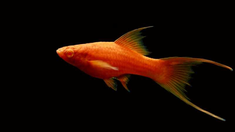 点击大图看下一张：浑身通红的红箭鱼图片