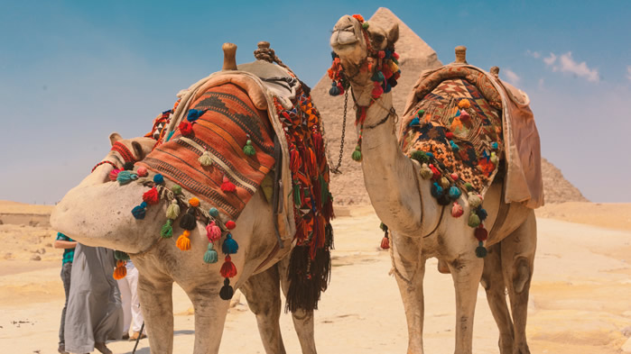 点击大图看下一张：沙漠中的骆驼图片欣赏