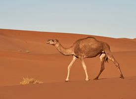 沙漠中的骆驼图片欣赏
