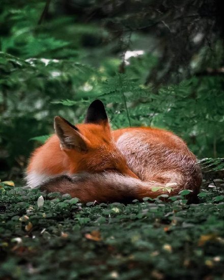 点击大图看下一张：一组意境美的狐狸图片欣赏