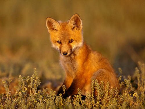 点击大图看下一张：一组意境美的狐狸图片欣赏
