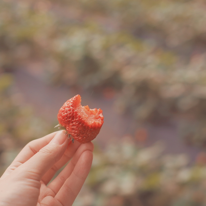 点击大图看下一张：一组朦胧意境感的草莓图片