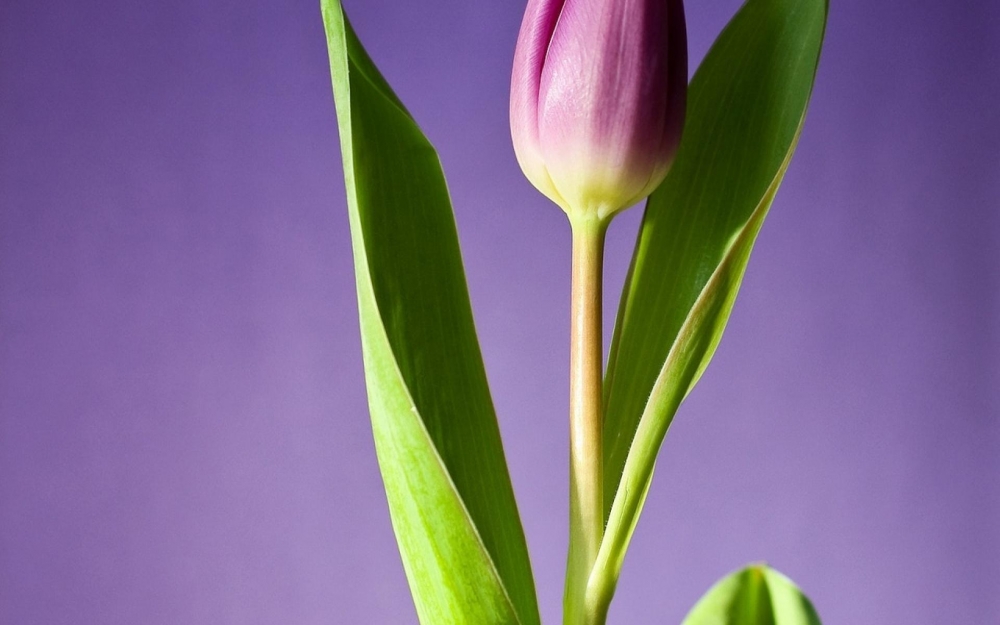 点击大图看下一张:郁金香花卉唯美图片桌面壁纸