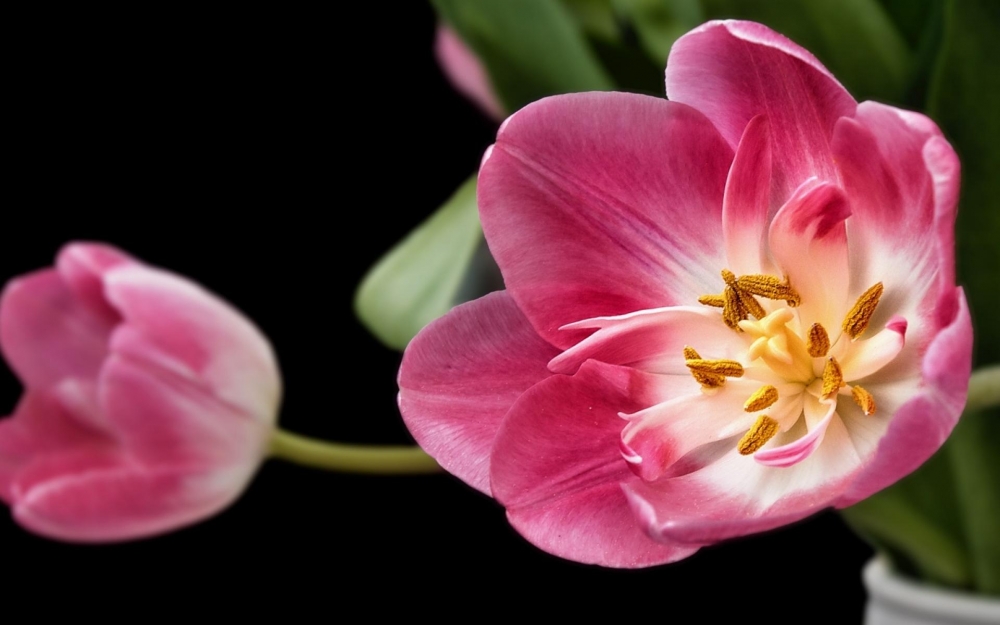 点击大图看下一张：郁金香花卉唯美图片桌面壁纸