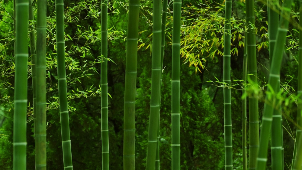 点击大图看下一张：优美的竹林唯美高清桌面壁纸