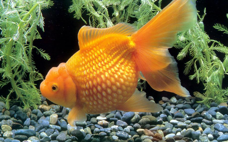 点击大图看下一张：一组漂亮的金鱼图片