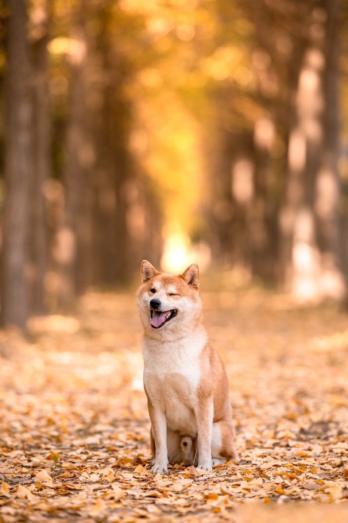 点击大图看下一张：一组秋天里可爱的狗狗图片