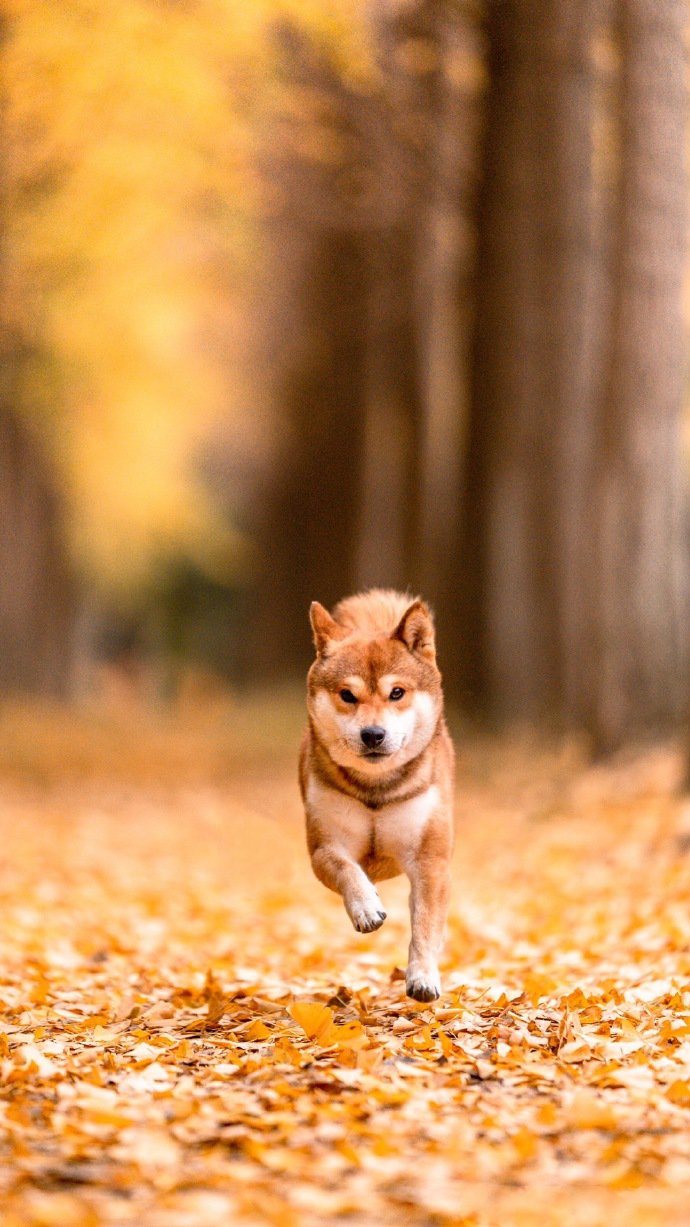 点击大图看下一张：趁着阳光和秋色正好的狗狗图片