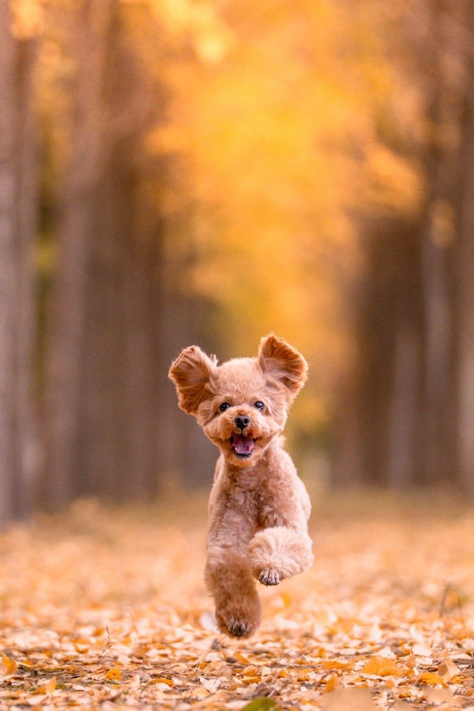 点击大图看下一张：趁着阳光和秋色正好的狗狗图片