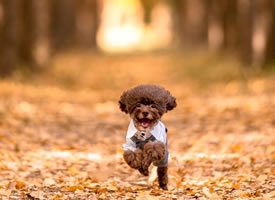 趁着阳光和秋色正好的狗狗图片