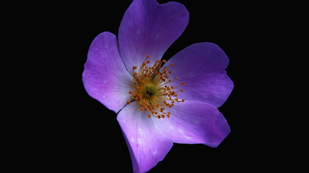 点击大图看下一张：唯美紫色植物花卉图片桌面壁纸