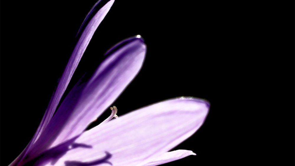 点击大图看下一张：唯美紫色植物花卉图片桌面壁纸