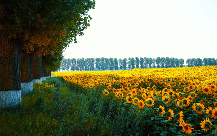 点击大图看下一张：唯美向日葵风景图片桌面壁纸