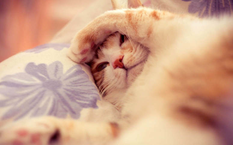 点击大图看下一张：可爱睡觉的猫咪图片