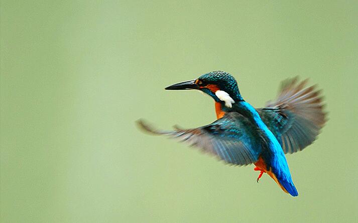 点击大图看下一张：展翅飞翔的小翠鸟图片