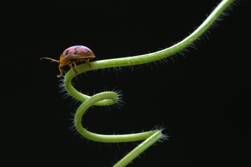 点击大图看下一张：藤蔓上慢慢爬行的七星瓢虫