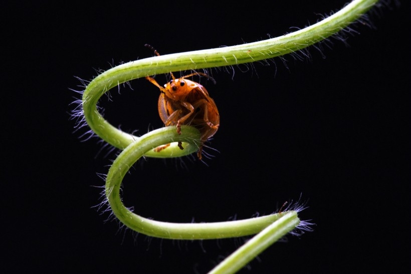 点击大图看下一张：藤蔓上慢慢爬行的七星瓢虫