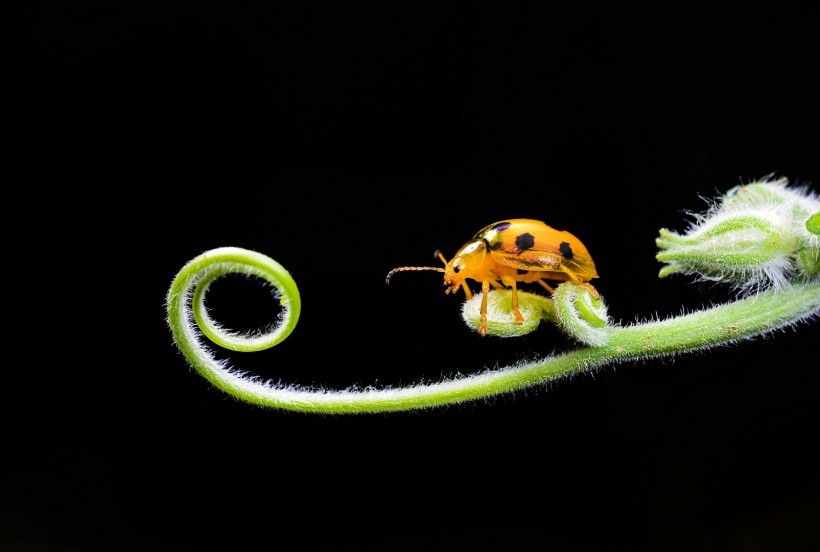 点击大图看下一张：一组藤蔓上的瓢虫图片