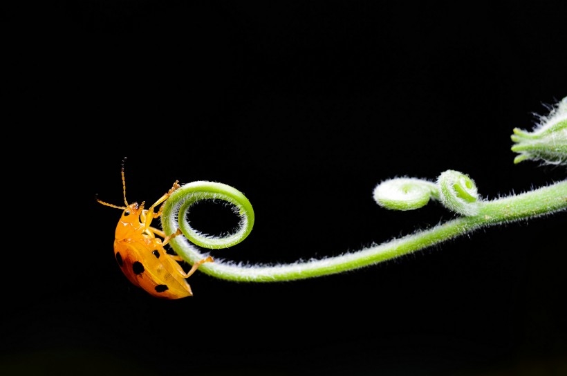 点击大图看下一张：一组藤蔓上的瓢虫图片